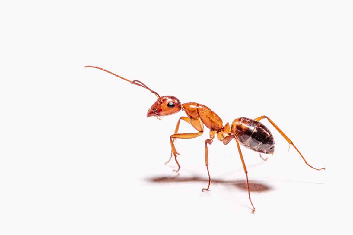 Ant colony control and prevention service