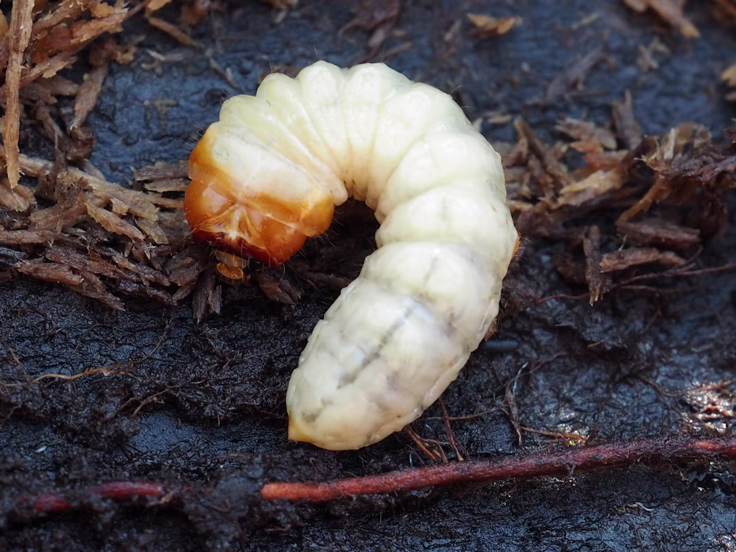 Grub control and lawn protection service