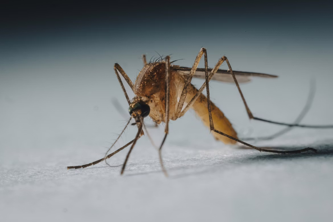 Mosquito control and abatement service