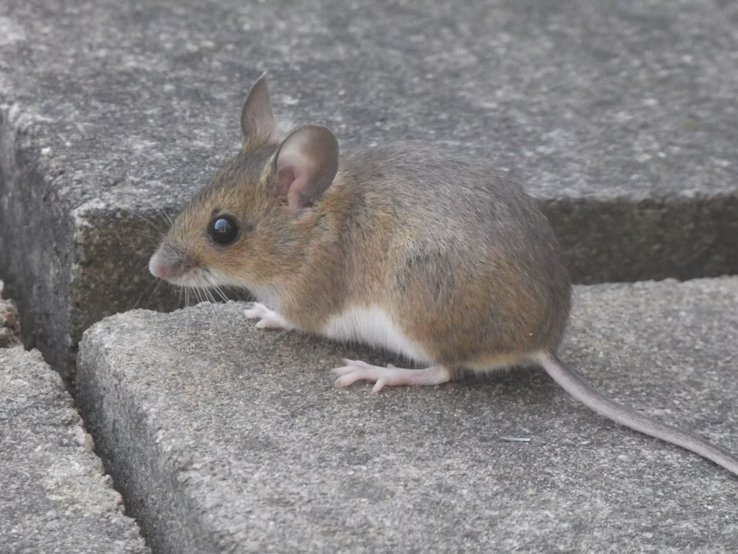 Rodent and mouse control service
