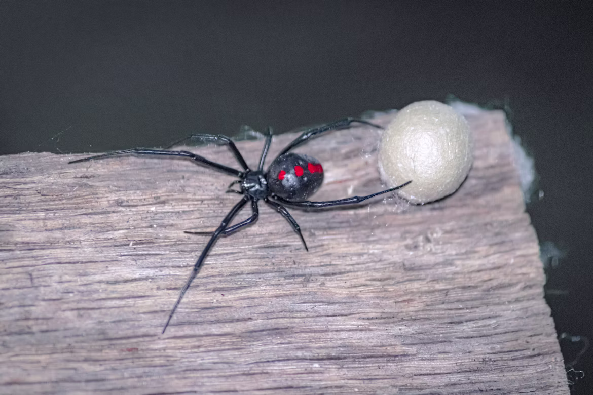 Spider control and removal service